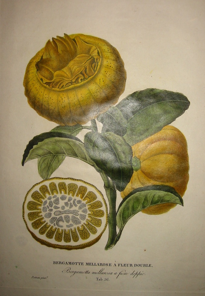 Poiteau Pierre Antoine (1766-1854) Bergamotte mellarose à  fleur double - Bergamotta mellarosa a fiore doppio 1818-1820 Parigi